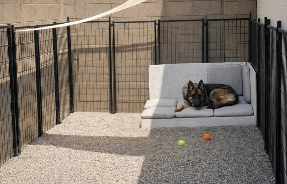 A resting dog in a shaded yard