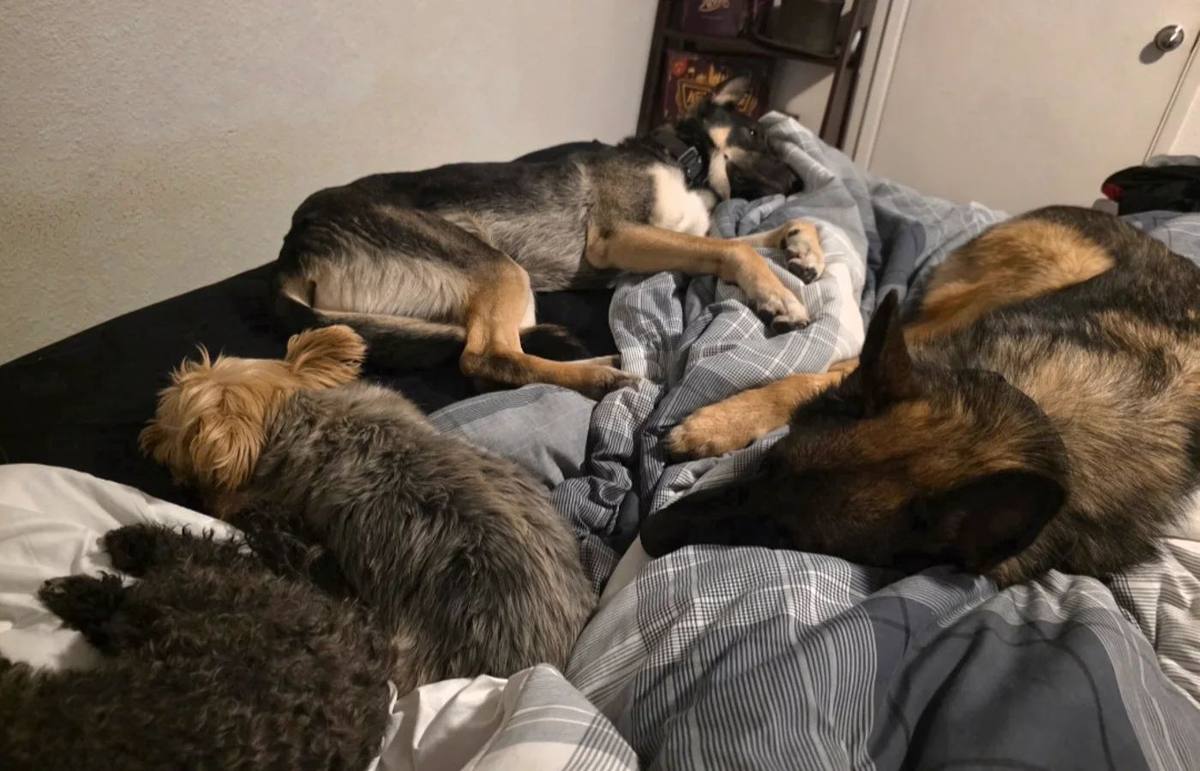 Dogs resting together indoors
