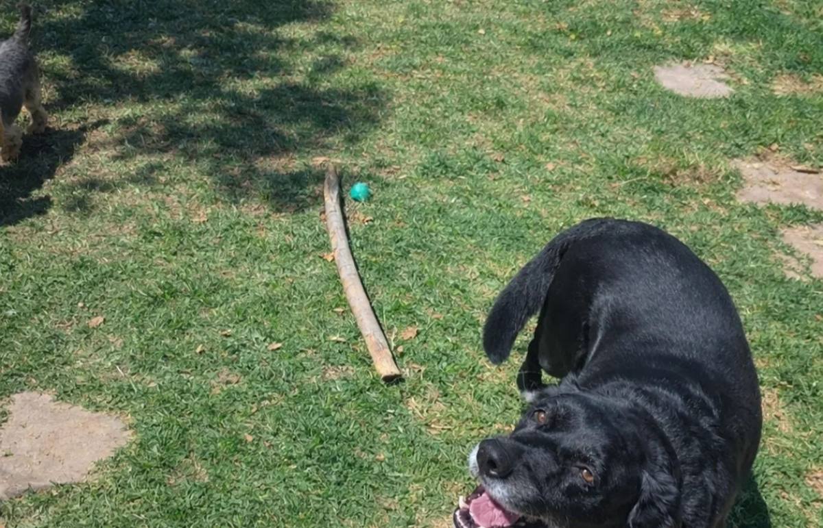 A dog outdoors during a care visit